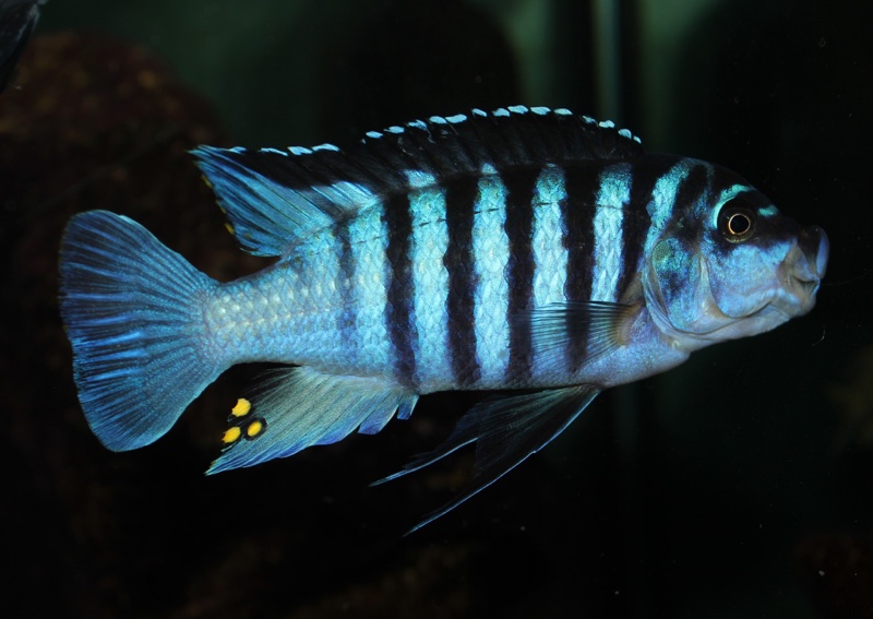 Maylandia fainzilberi 'Mphanga Rocks'